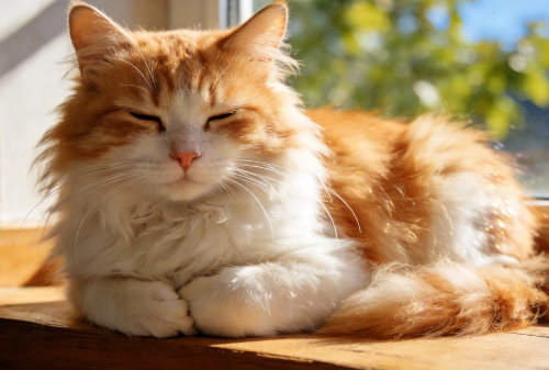 成都宠物空运：代办检疫证，哪些情况必须找专业代办？